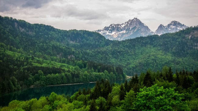 Den tyske politikern och skogvaktaren Markus Ganserer vill öka jakten på rådjur, hjortar och alpgetter i delstaten Bayern för att skona skogen.