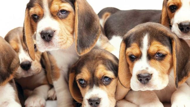 Världens första provrörsvalpar är födda, där fem av valparna är renrasiga beagle medan två är blandning mellan beagle och cocker spaniel. Valparna på bilden har däremot sannolikt kommit till på naturlig väg.