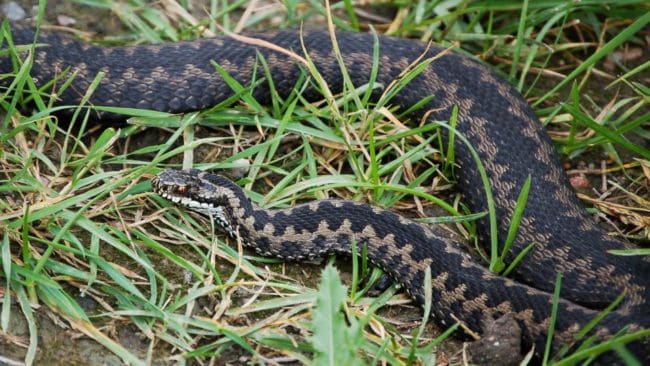 Huggormarna har visat sig ovanligt tidigt i år och bett har redan rapporterats.