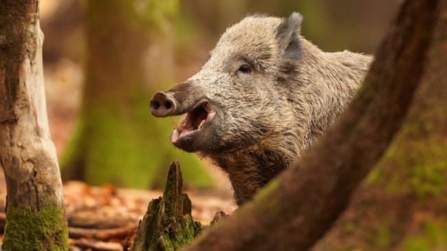 Förutom att belgiska soldater har varit på övning i Baltikum har soldater från Polen och Tjeckien kommit till övningsplatsen. Och i alla dessa tre områden i Östeuropa finns den afrikanska svinpesten.