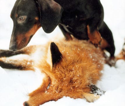 Taxar är en av raserna som finns representerade i Upplands nya jakthundgrupp. Sex jakthundklubbar har gått samman för att värna jakt med löshund i det allt mer rovdjurstäta länet.