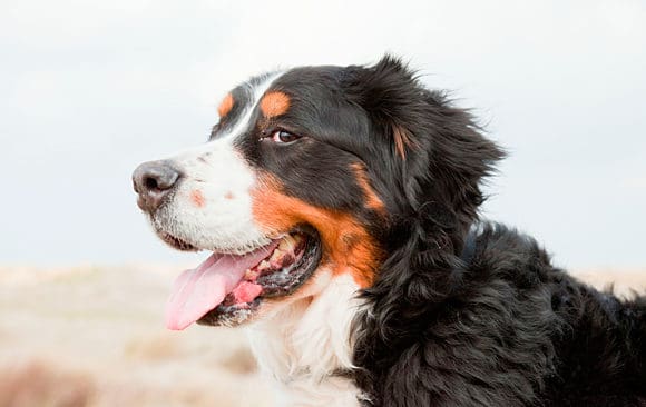 Vita tecken hos hund, som p&aring; denna berner sennen, har under tusentals &aring;r varit att f&ouml;redra f&ouml;r att skilja dem fr&aring;n varg.