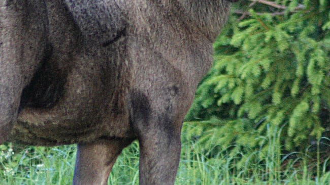 Sveaskogs flyginventeringar visar att s&ouml;dra Dalarna har drygt tio &auml;lgar per tusen hektar.