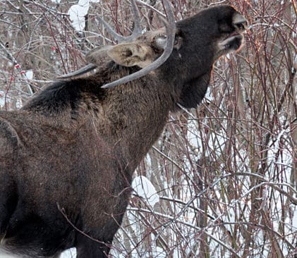 Skogsstyrelsen har ansvaret f&ouml;r de svenska skogarna. D&aring; &auml;r det naturligt att den myndighet som har specialkompetens i skogsv&aring;rdsfr&aring;gor &auml;ven har ansvaret f&ouml;r den skyddsjakt p&aring; kl&ouml;vvilt som beh&ouml;vs. Det h&auml;vdar vargb&auml;ltsgrupen i J&auml;garnas Riksf&ouml;rbund i en skrivelse till regeringen.