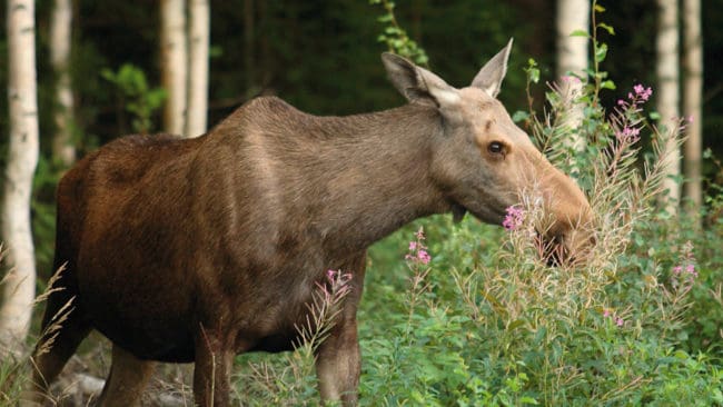 Tallätande älgar skulle skrämmas med upplåsbara figurer om de inte fällts under vanlig älgjakt, tyckte länsstyrelsen i Västmanland.