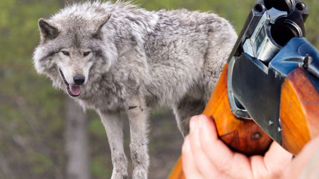 Anette Olsson tar nu med sig hagelbössan på hundpromenaderna.
