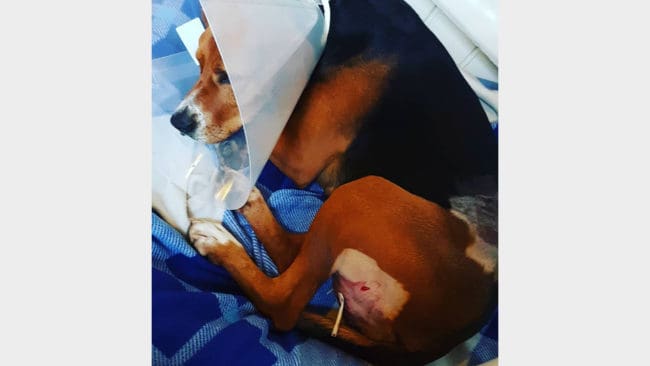 Hamiltontiken Bezz i Nora i Örebro län attackerades av varg under en jakt i måndags. Innan vargen skrämdes bort blev Bezz biten på flera ställen.