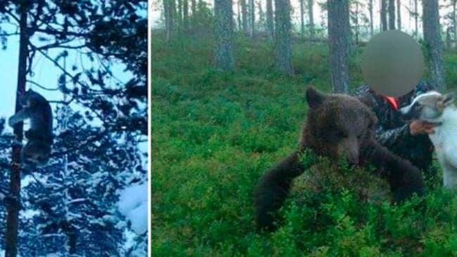 Bilder i polisens utredning på snarat lodjur och illegalt avlivad björn som åklagaren hävdar är tagna med den så kallade jaktprofilens mobilkamera.