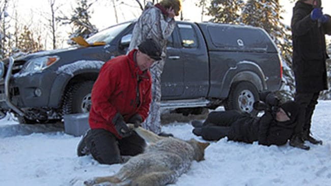 Anna Jansson i Hagfors tog bilden som vann Jakt & Jägares fototävling vid vargjakten 2010.