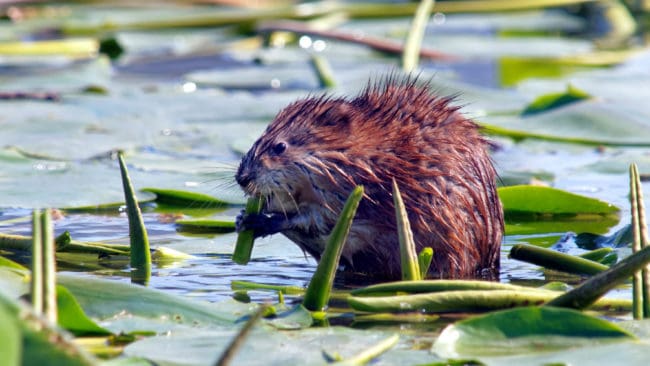 Tyska jägare får skottpengar för svansar från bisamråtta.