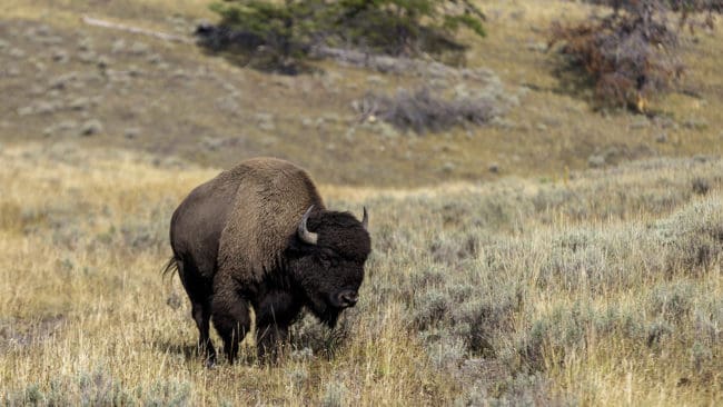 De jägare som vill jaga bison i Alaska får köpa en lott och hoppas på vinst.