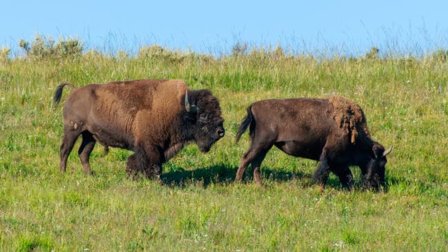 Lektor David Nogués-Bravo vid Köpenhamns universitet vill att konsekvenserna av rewilding ska utredas ordentligt innan det blir tillåtet att starta sådana projekt.