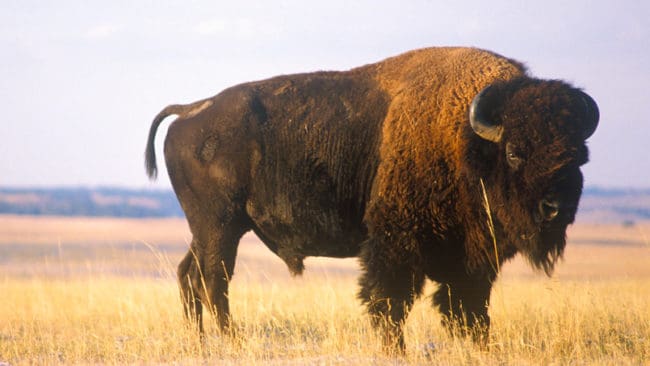 Just nu pågår jakt på bison i amerikanska South Dakota.