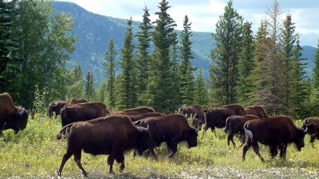 I Yukon, Kanada, har bisonjakten varit framgångsrik under den senaste jaktsäsongen. Viltet är ett välkommet tillskott i frysen till de Yukon-bor som har långt till affären.
