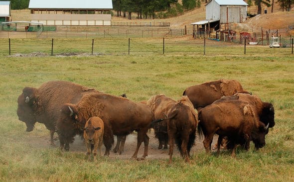 Bisonhybriden kan bli jaktbar i en nationalpark. Fällavgiften för besökare föreslås bli drygt 5 000 dollar.