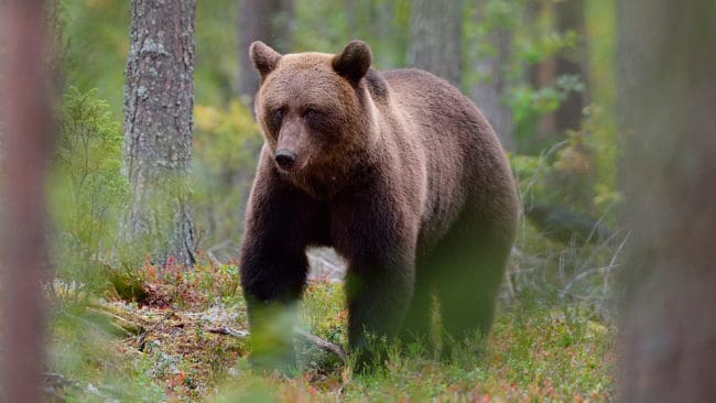 Två män åtalas misstänkta för att ha skjutit en björn på annans mark i höstas.