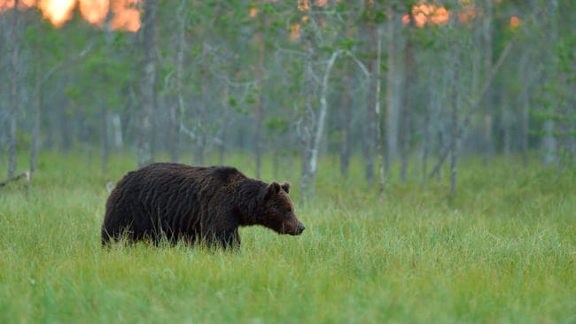 55 björnar får fällas under höstens licensjakt i Dalarna.