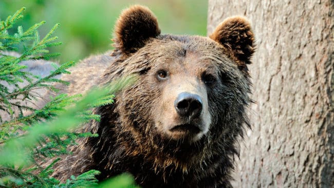 Det blev överskjutning med en björn i Västerbotten innan årets licensjakt på 25 björnar hann avlysas i morse sedan tre björnar fällts vid sex-tiden.