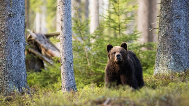Länsstyrelsen hade inför björnjakten fått in 72 ansökningar om att få anlägga en åtel och gav tillstånd till 68.