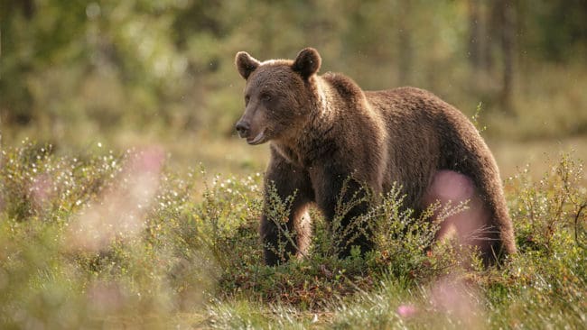 15 björnar får fällas under höstens licensjakt i Västerbotten.