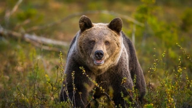 I Värmland infördes förra året honkvot vid licensjakten på björn, något som också gäller i år.