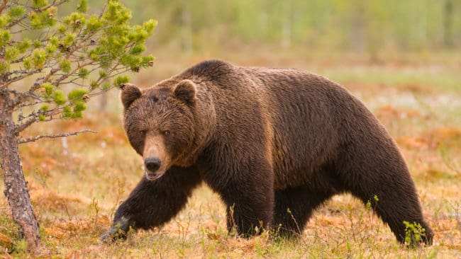 Snart är licensjakten på björn avslutad i Gävleborg, eftersom flertalet av de tilldelade redan fällts.