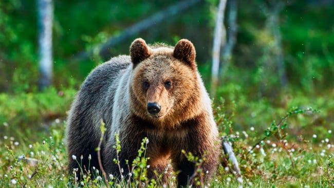 En älgjägare sköt en anfallande björnhona i helgen. (Arkivbild)