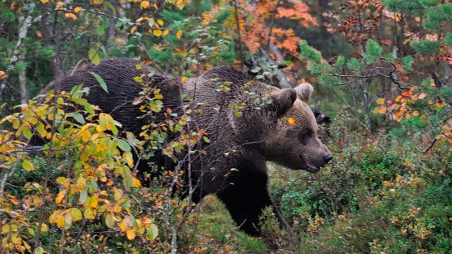 En norsk jägare som fällde en björnhona slipper åtal eftersom skottet bedöms ha avfyrats i självförsvar.