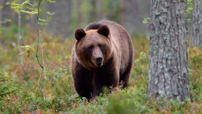 Jägarprofilen som fällde en björn på fel mark frias från misstankar om grovt jaktbrott. Åklagaren åtalar i stället både hans uppdragsgivare och ansvarig jaktledare.