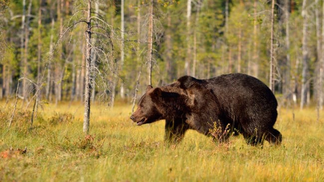 Den finska allmänheten har möjlighet att tycka till om björn och åsikterna kan påverka den nya förvaltningsplanen.