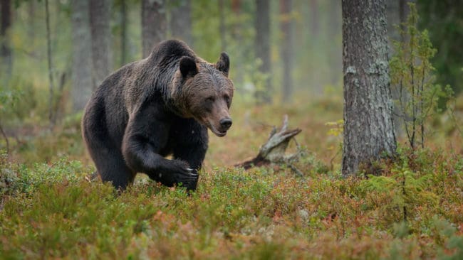 Licensjakten på björn i Gävleborgs län är uppdelad på två områden, vilket gör att jägarna i den östra delen nu känner att de har en bättre chans att fälla sin tilldelning.