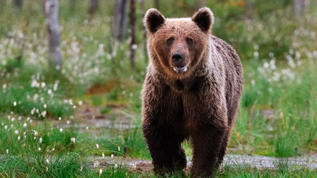 Det blir ingen björnjakt i Värmland eftersom det finns för få björnhonor.