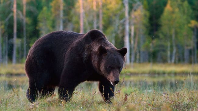 Naturskyddsföreningen i Gävleborgs län har överklagat årets björnjakt.