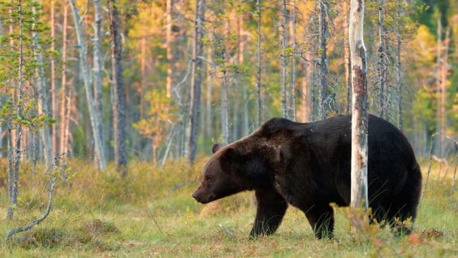 Tilldelningen i den finska björnjakten är ökad med 50 björnar, jämfört med förra året.