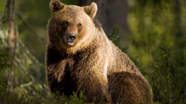 I Norra Karelen i Finland fälldes 19 björnar under jaktens första dag.