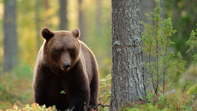 Forskningsprojektet om björnens predation på renkalv får klara sig utan att det utförs forskningsjakt på björn i utsatta områden.