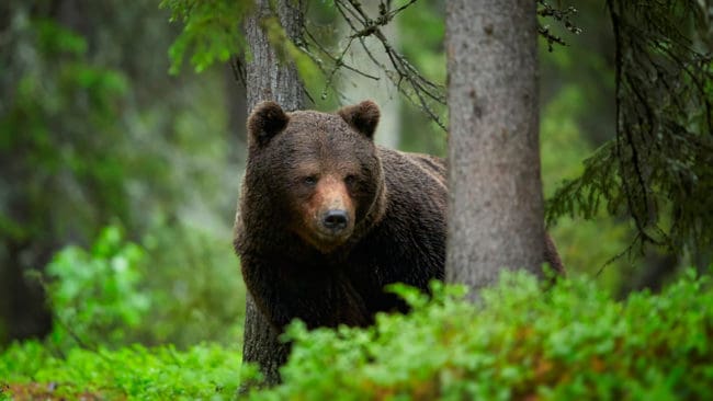 I fyra områden är kvoten av björn avskjuten och jakten avlyst. Knappt hundra björnar har fällts hittills runtom i landet.