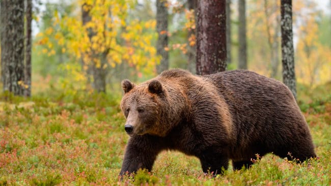 Jägarnas Riksförbund vill att jakttiden på björn utökas på hösten och att vårjakt på björn tillåts i samernas kalvningområden.