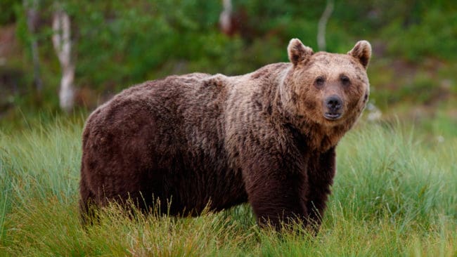 Brottsmisstankarna gäller illegal jakt på björn och järv.