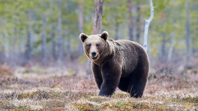 I byn Nyvik i Västerbotten har en björn rotat runt i soporna. (Arkivbild)