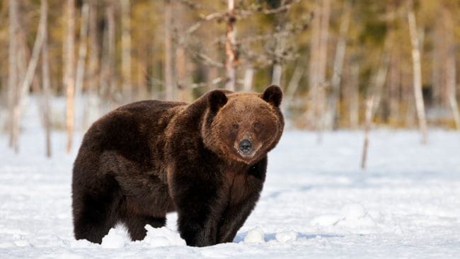 Länsstyrelsen i Jämtlands län beviljade i går skyddsjakt på två björnar i varsin sameby. En av dem fälldes sedan på eftermiddagen.