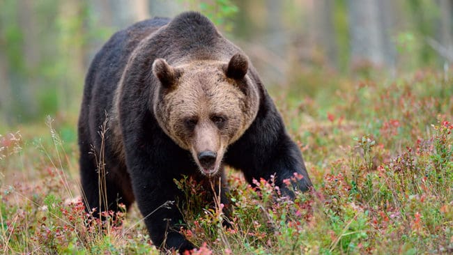 I höst ska en björnspillningsinventering göras i både Västerbottens och Jämtlands län.