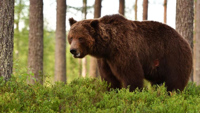En bilist stannade och väsnades så att en björn avbröt sin attack mot en älg. (Arkivbild)