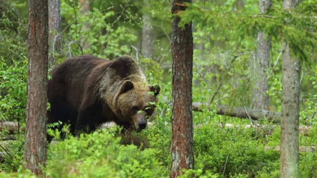 Bara några timmar efter att licensjakten på björn startat i Gävleborgs län är totalt tolv björnar rapporterade som fällda eller påskjutna. (Arkivbild)