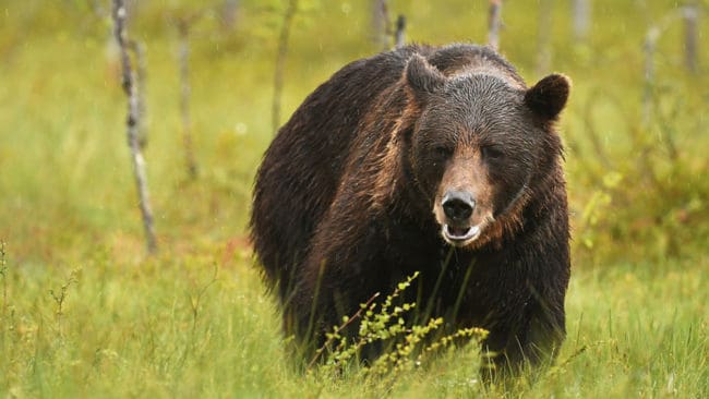Under hösten ska älgjägare i norra Västmanland samla in björnspillning.