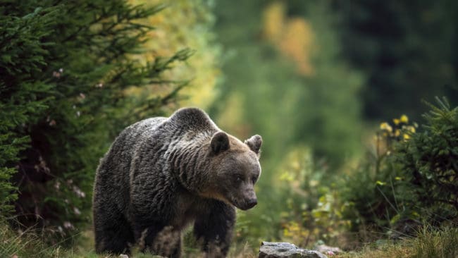 Den björnen som skadsköts i söndags i Flykälen behöver inte avlivas, konstaterar de eftersöksjägare som spårat den.