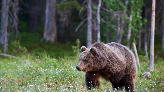 Av 48 tilldelade björnar återstår nu sex att fälla i Dalarnas län.