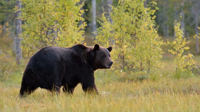 Alla de 70 tilldelade björnarna är nu fällda i årets licensjakt i Jämtland.