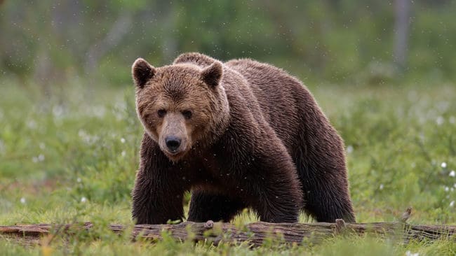 En jägare sköt en björn i självförsvar i lördags. (Arkivbild)