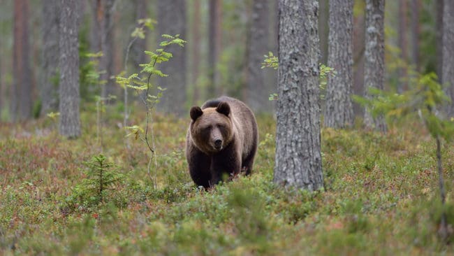 Länsstyrelsen i Uppsala län har fått in tolv björnspillningsprover som nu ska analyseras hos Viltskadecenter för att se vilka björnar som rör sig i länet.